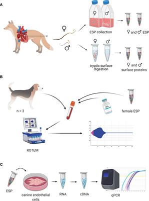 Sterile buffered saline top for dogs